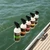 Seipel Marine 4 pack Premium Cleaners with Towels Image
