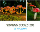 Fruiting Bodies Vs Mycelium Mushroom Products