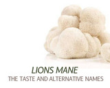 ​Lions mane mushroom - Hericium Erinaceus - Backround about the mushroom and alternative names