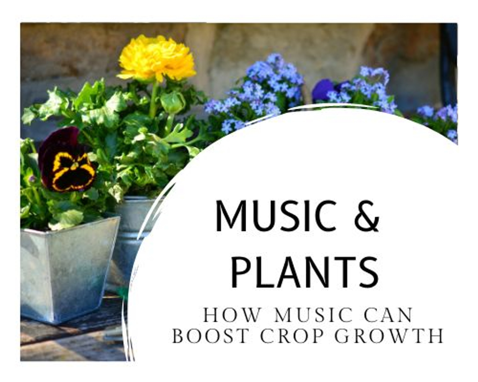 Does music affect plant growth? Sound wave gardening techniques