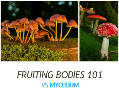 Fruiting Bodies Vs Mycelium Mushroom Products