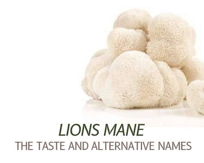 ​Lions mane mushroom - Hericium Erinaceus - Backround about the mushroom and alternative names