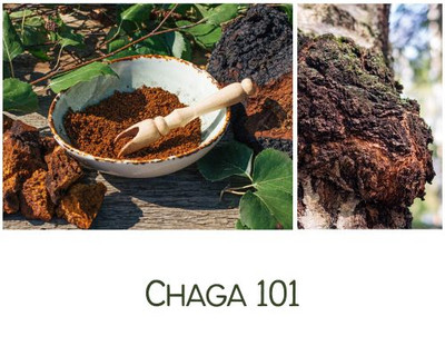 The Secret Benefits of Chaga Mushroom 