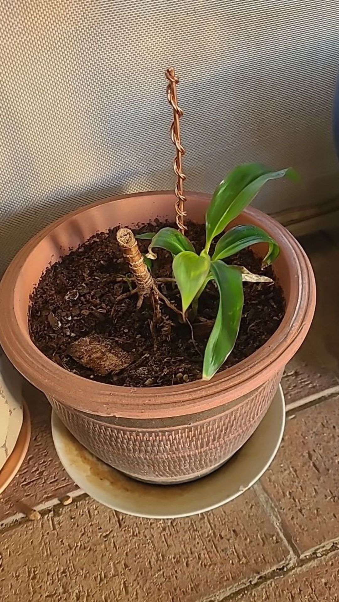 Electroculture Gardening with Copper Antennas. What's all the Fuss about? 