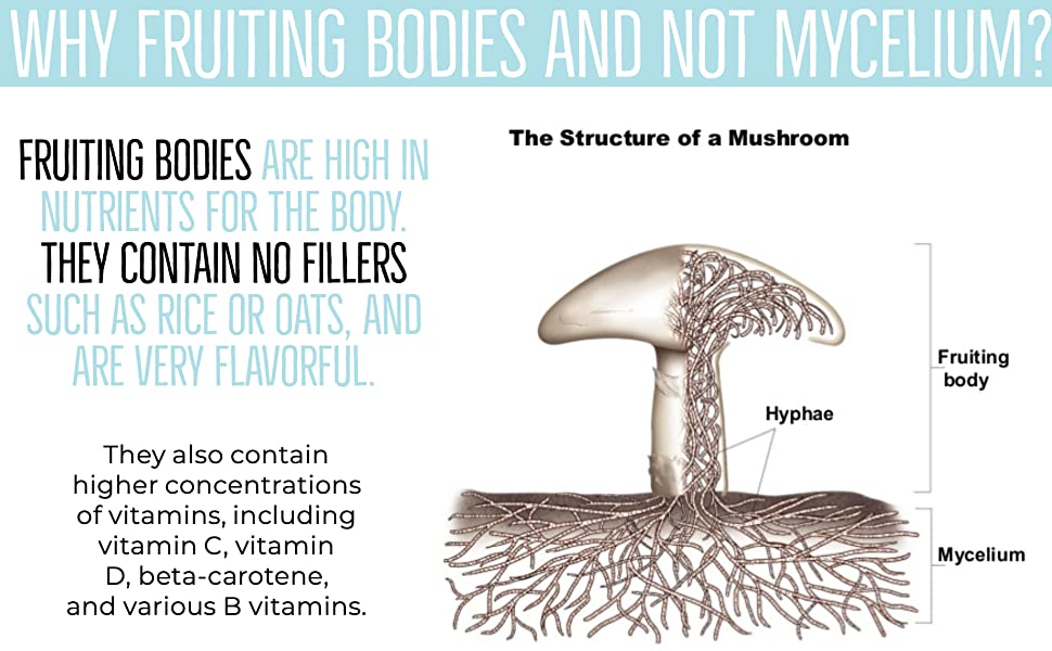 Fruiting Bodies Vs Mycelium Mushroom Products Cultivate Elevate