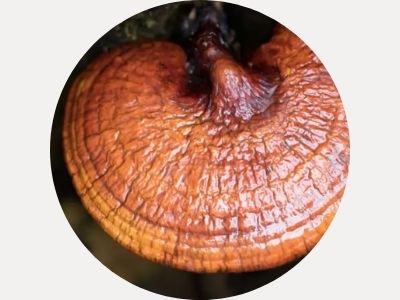 reishi mushroom powder extract