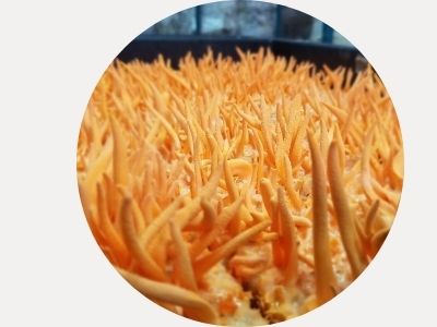 cordyceps militaris  powder extract