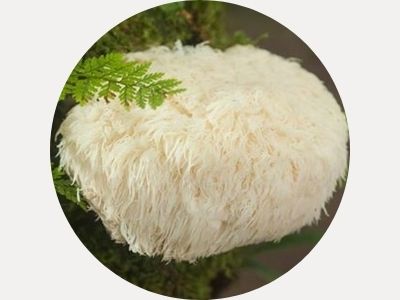  lions mane mushroom powder extract