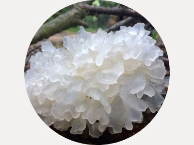 tremella mushroom  powder extract