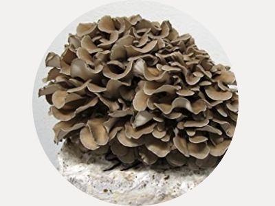 maitake mushroom powder extract