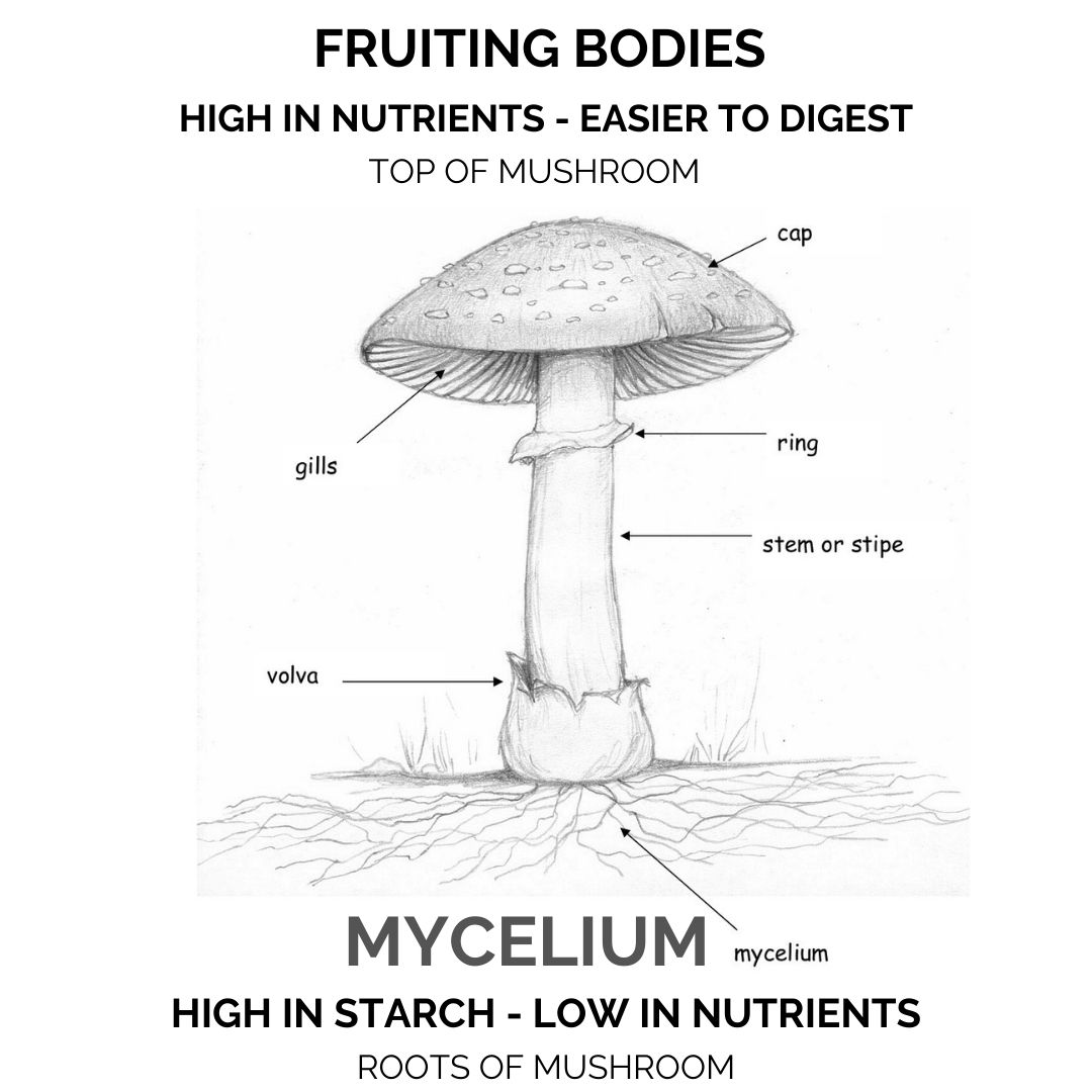 WHY WE USE FRUITING BODIES AND NOT MYCELIUM