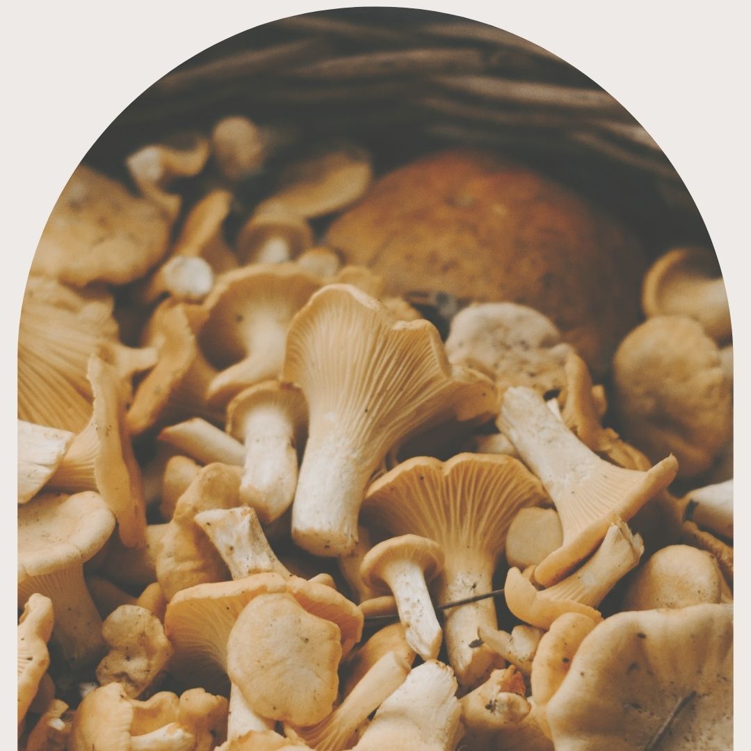 MUSHROOM EXTRACT mushroom powder chaga reishi turkey tail lions mane tremella maitake shilajit cordyceps militaris cordyceps sinensis shiitake brain focus balance lions mane tremella reishi cordyceps chaga  ginkgo