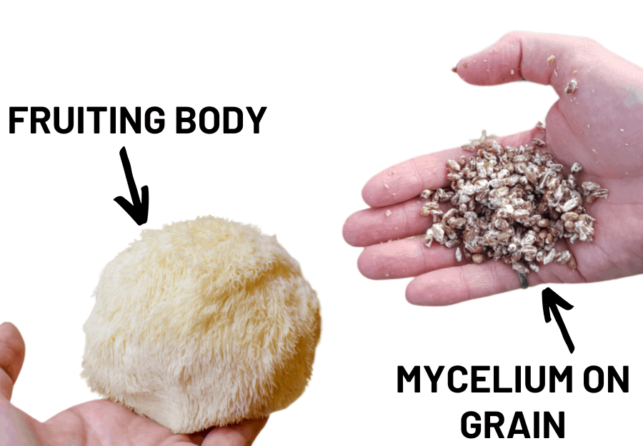 Fruiting Bodies Vs Mycelium Mushroom Products - Cultivate Elevate