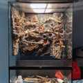 Taiga Landscape Carbon Black Expanding Foam - Vivarium 