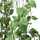 Aldis River Birch (60146)