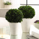 Preserved Boxwood Domes Set/2 (60224)