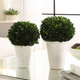 Preserved Boxwood Domes Set/2 (60224)