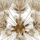 Winona Eight Light Chandelier (DMS04)
