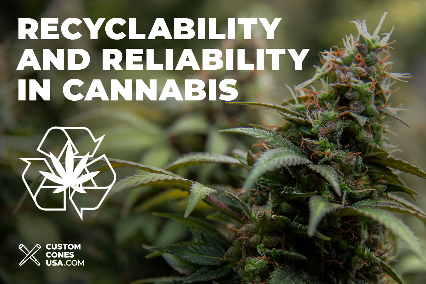 MindBlowing Facts about Biodegradable and EcoFriendly Cannabis
