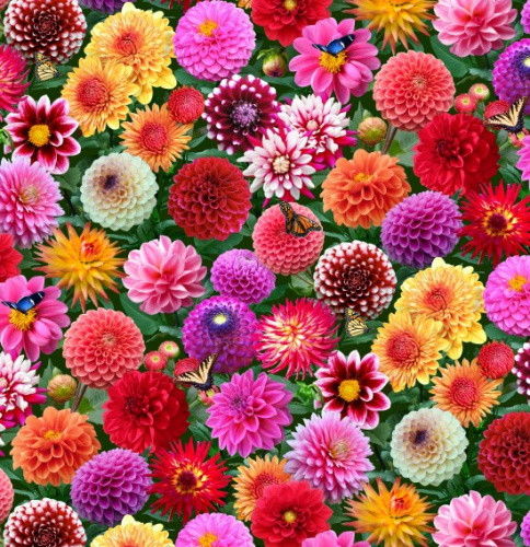 Multi-Color Dahlias Floral Print Fabric - 662multi