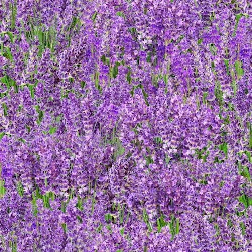 Lavender Field Fabric - 572 Lavender