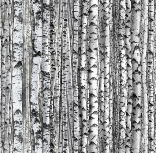 Birch Trees Fabric - 371Gray