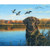 FAITHFUL - Dog & Geese Near Water Panel (36" x 44") - P8725 Faithful