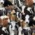 PACKED ASSORTED CATTLE FABRIC - 432 Black