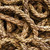 Tossed Ropes Fabric - S4836-33 Cream