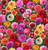 Multi-Color Dahlias Floral Print Fabric - 622multi