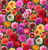 Multi-Color Dahlias Floral Print Fabric - 662multi