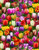 Multi-Color Tulips Floral Print Fabric - 664multi