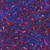 Red abstract Foxglove on Dark Blue Batik Fabric - AMD21279-401 Foxglove