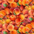 Tossed Peaches Fabric - 578-Multi
