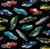 Multi-Color Vintage Cars on Black Fabric with Stars - 672Black