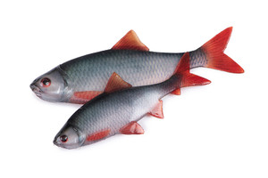 Fox Rage Ultra Natural Fillets 4pcs