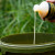Dynamite Baits Peppered Fruit Liquid Attractant 500ml