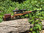 The Accu-Riser PTC-1000 comb raiser  is great on many period military weapons' when a scope is added to the rifle.