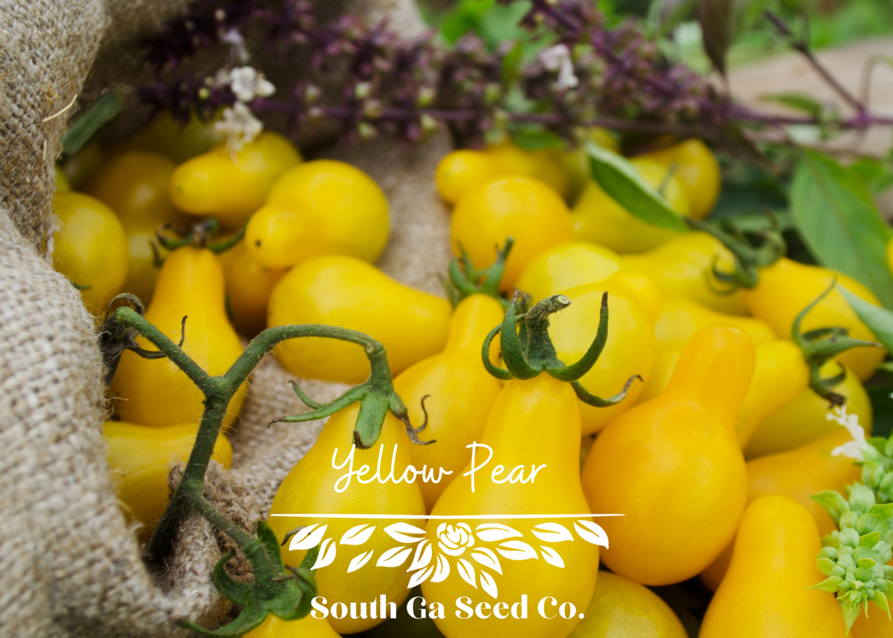 Heirloom Yellow Pear Tomato Seeds South Ga Seed Co