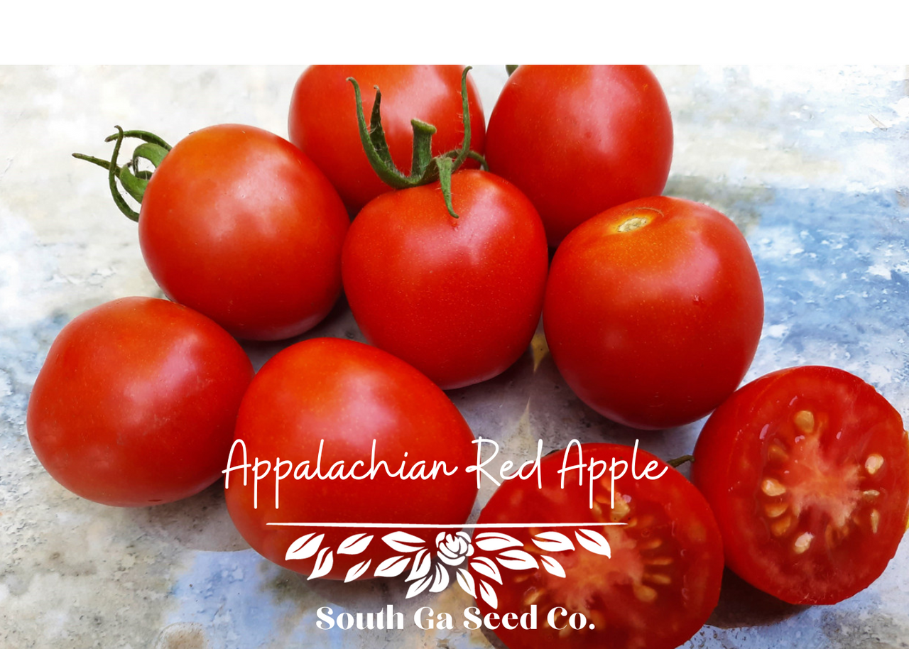 Heirloom Appalachian Red Apple Tomato South GA Seed Co