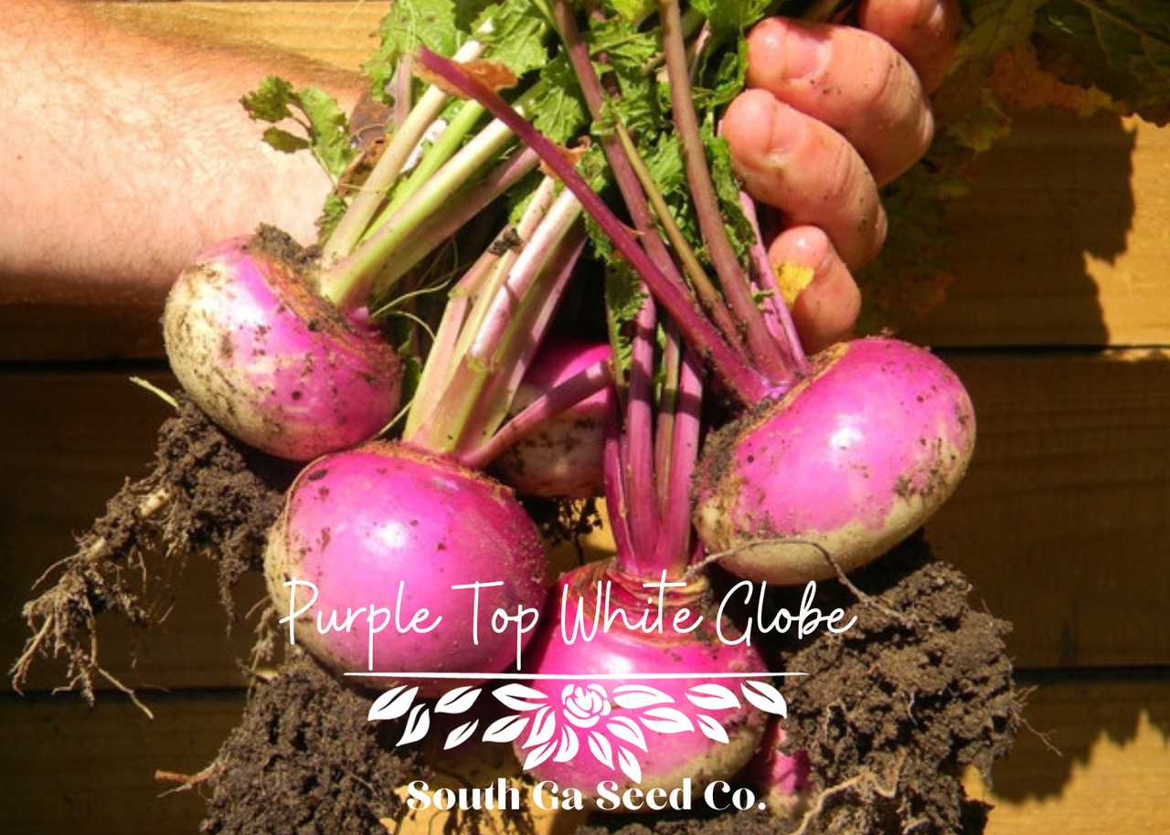 Prairie Turnips Turnip Plugs