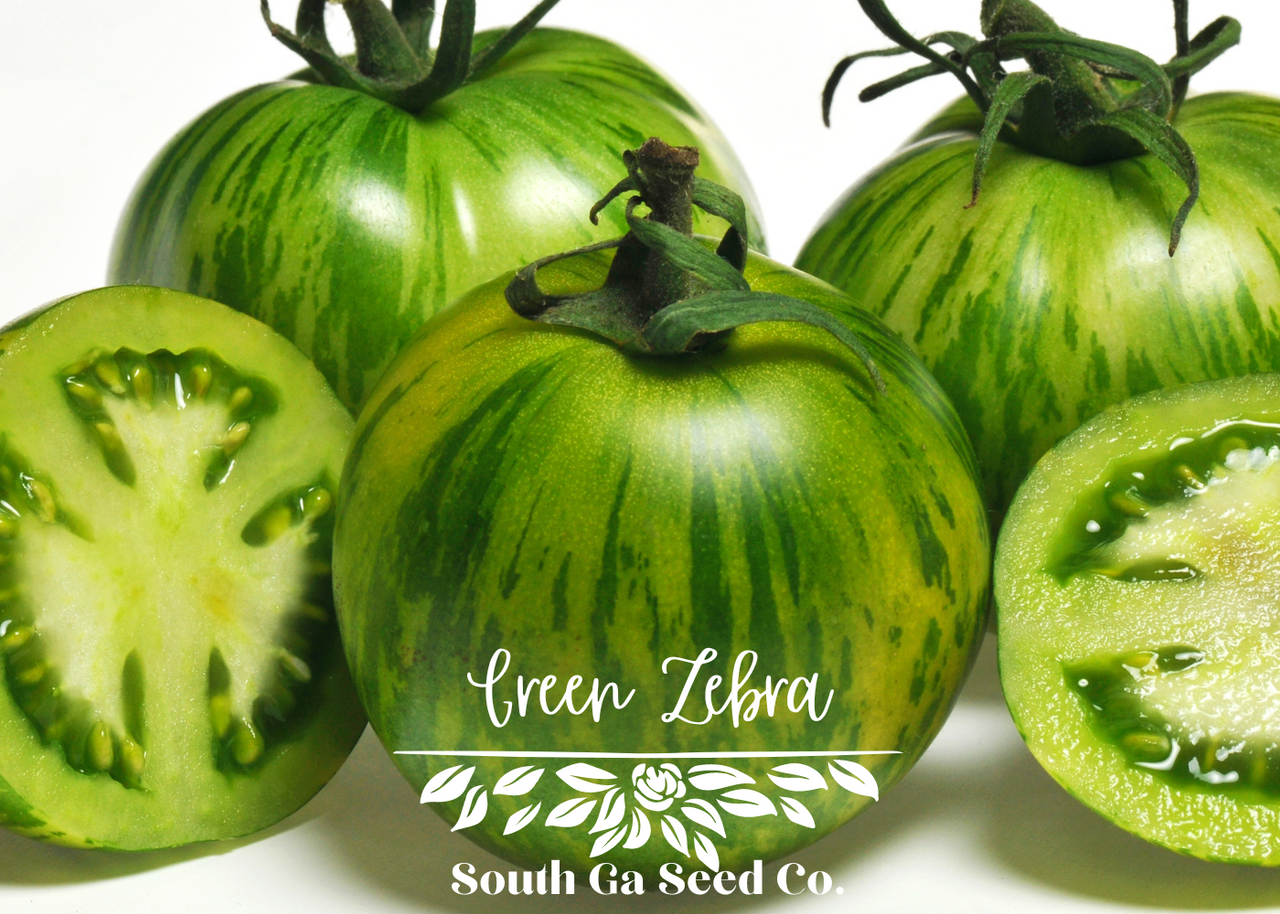 Heirloom Green Zebra Tomato Seeds | South Ga Seed Co