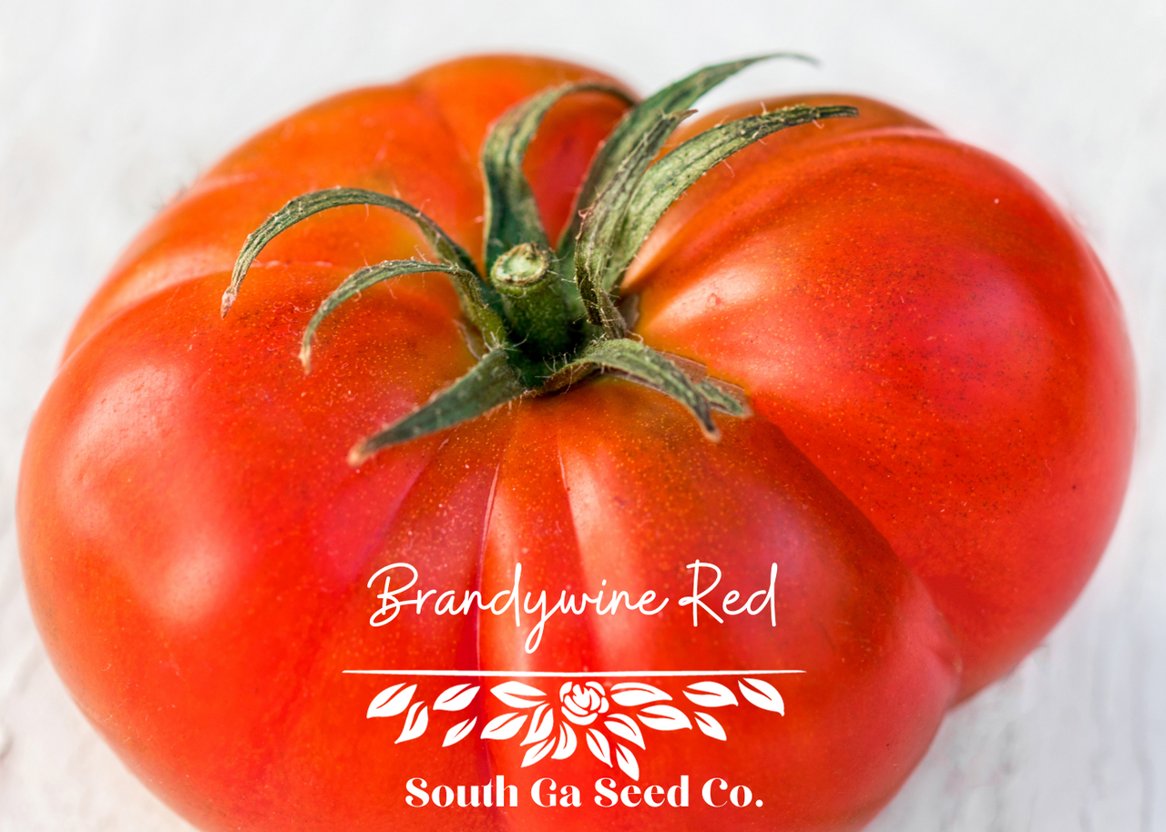 Heirloom Red Brandywine Tomato Seeds