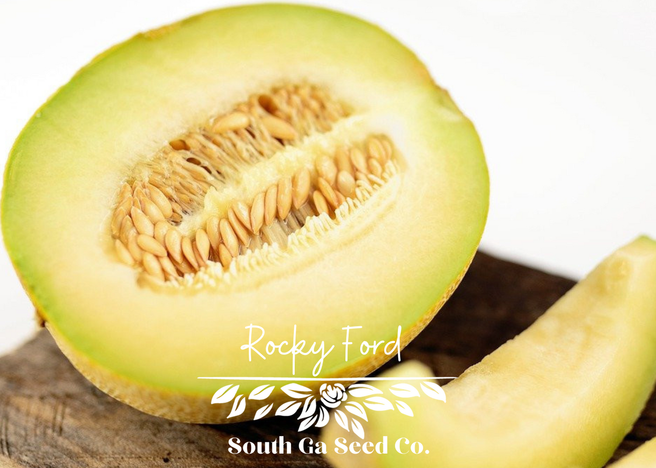 Green Flesh Honeydew Melon  Seed Mail – Seed Mail Seed Co.