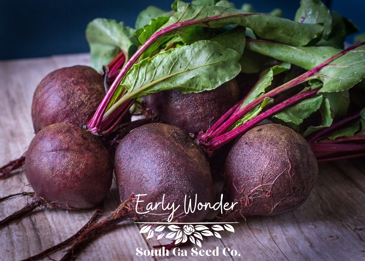 Heirloom Early Wonder Beet Seeds | South Ga Seed Co
