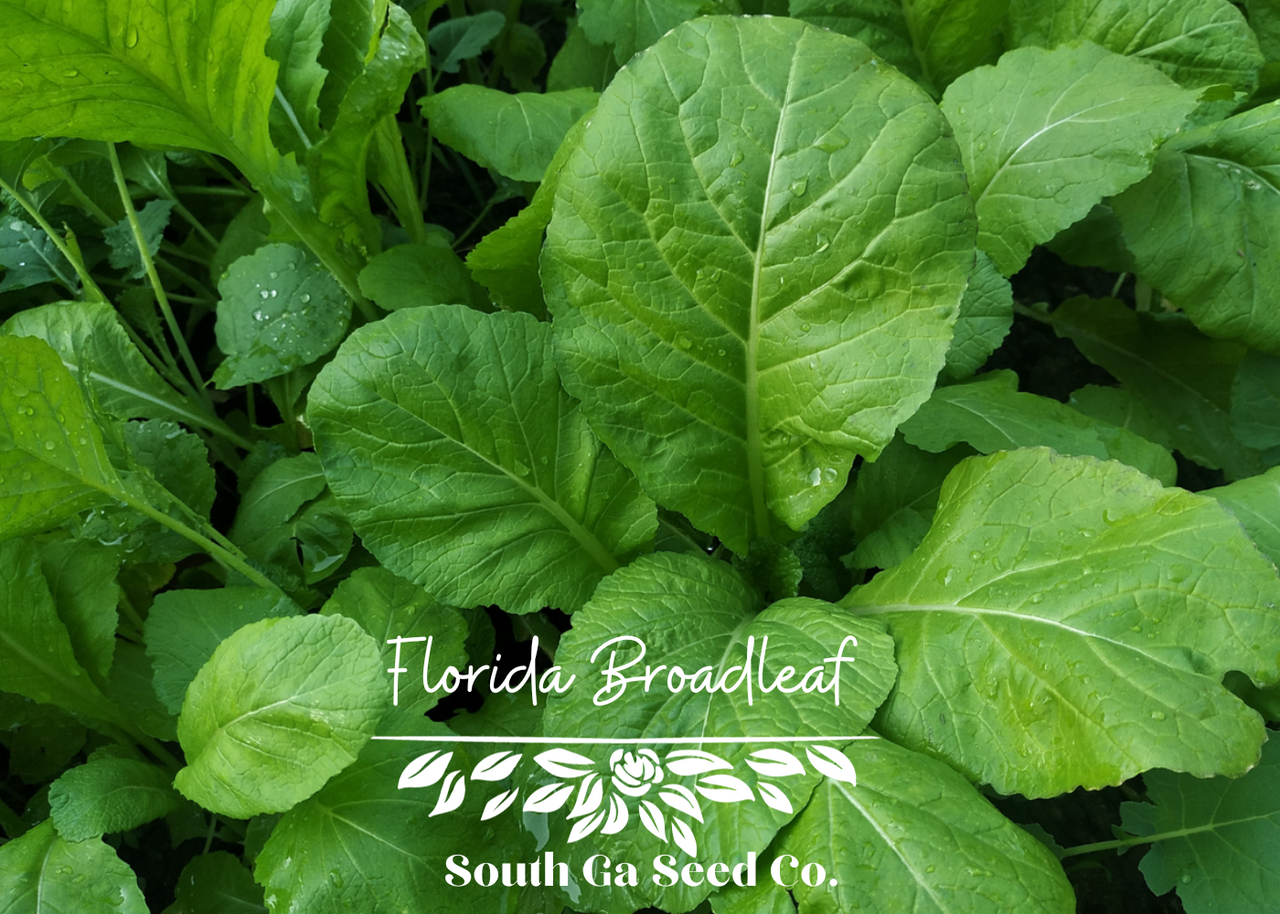 Mustard Greens Seeds - Florida Broadleaf