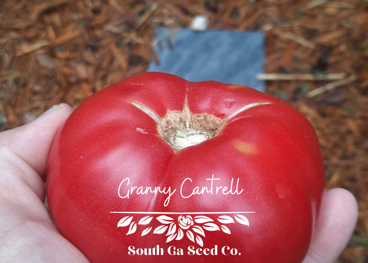 Tomato (Slicer): Beefsteak II (25 seeds)