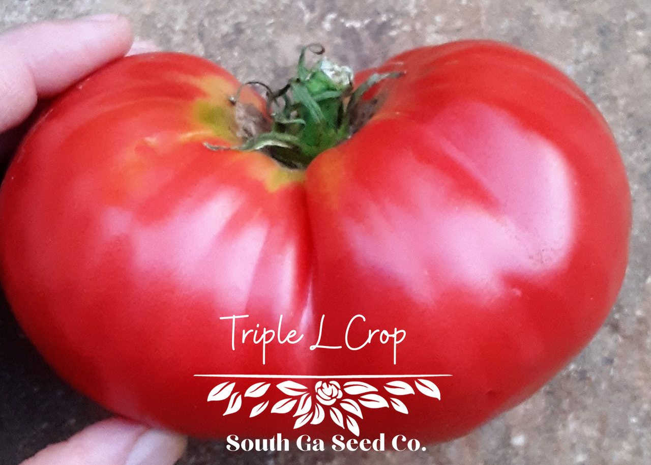 Heirloom Triple L Crop Tomato Seeds | South Ga Seed Co