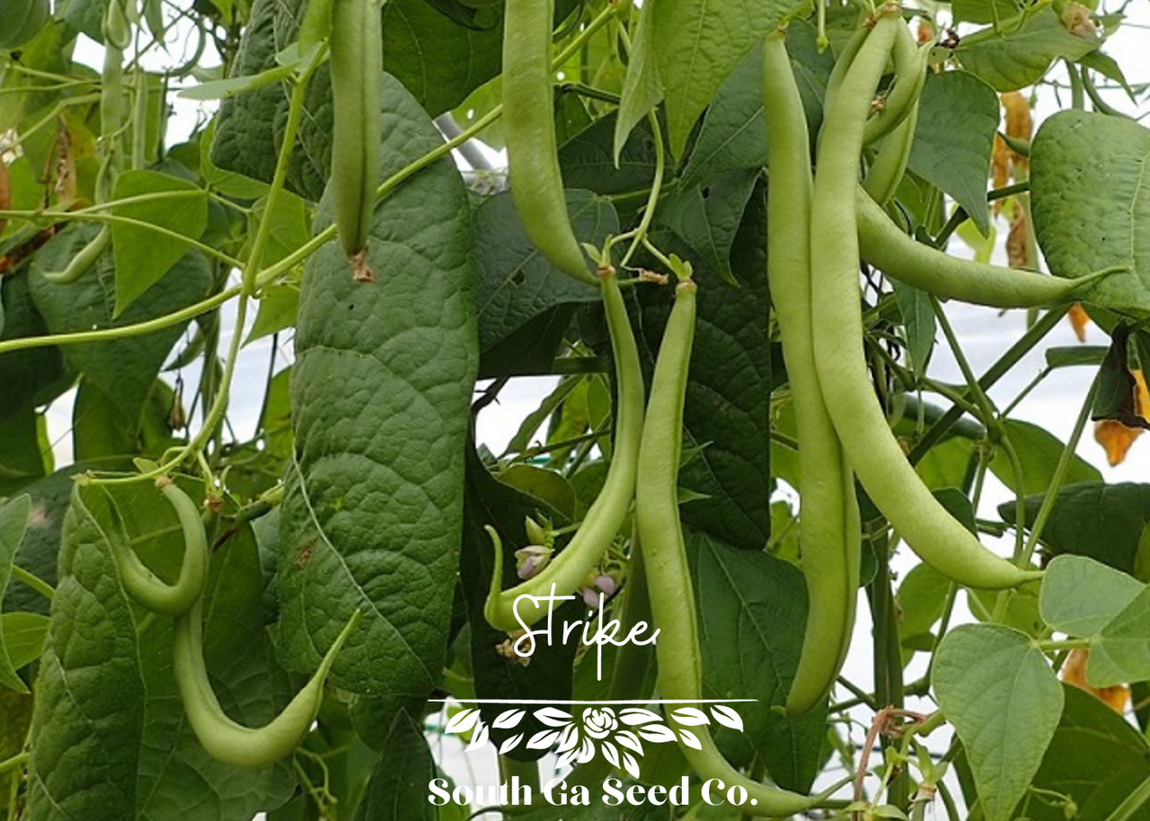 Heirloom Strike Bush Bean Seeds | South Ga Seed Co