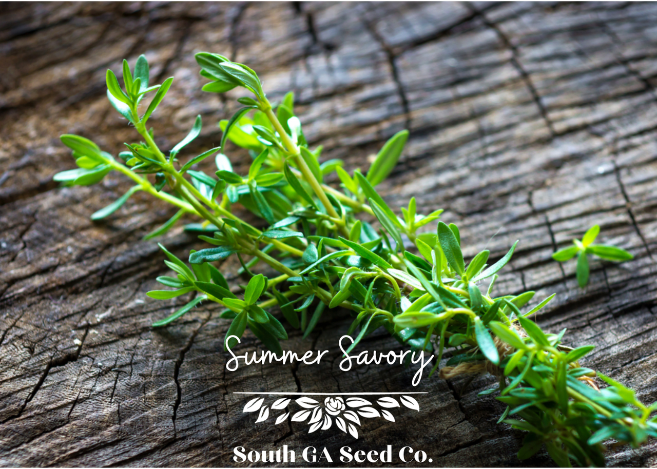 Summer Savory Seeds